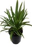Agapanthus Snowball