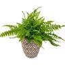 Nephrolepis in Ceramic Pot
