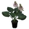 Hosta Love Pat