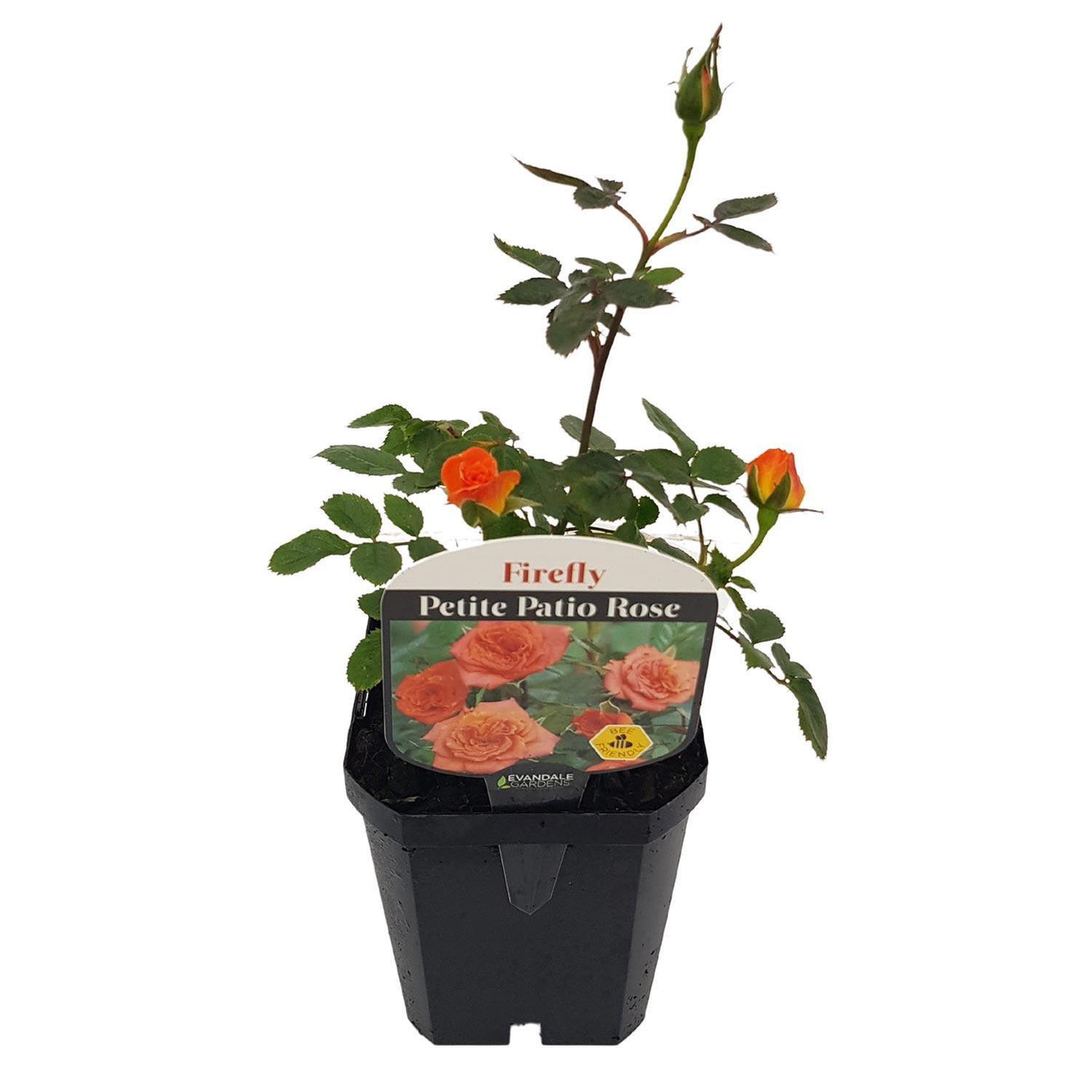 Patio Rose  Firefly