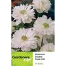 Anemone Double White Frostdrift 15 pack