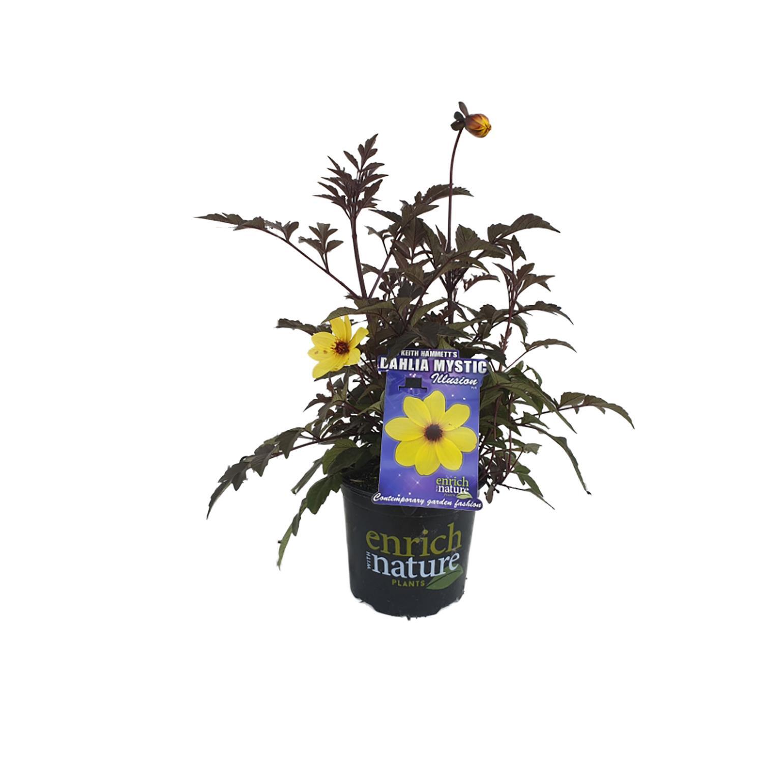 Dahlia Mystic Illusion