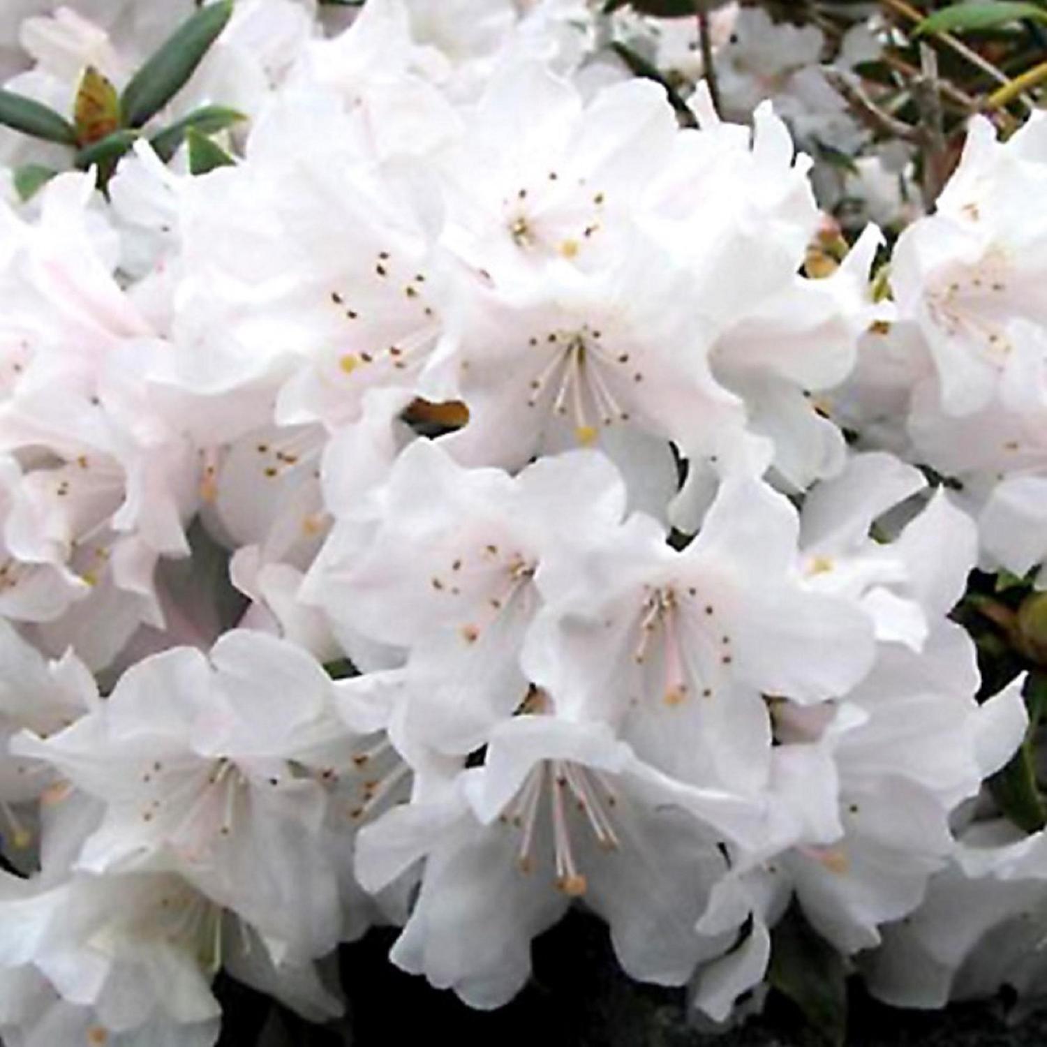 Rhododendron Dora Amateis