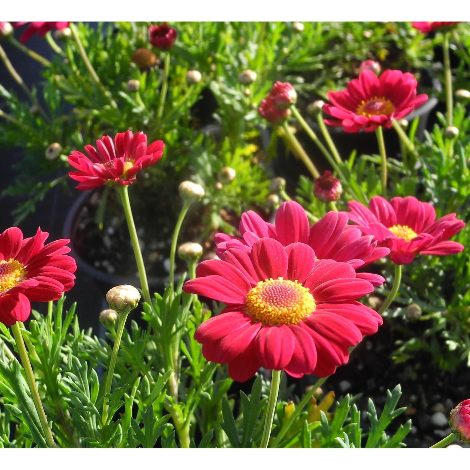 Federation Daisy Starlight Red