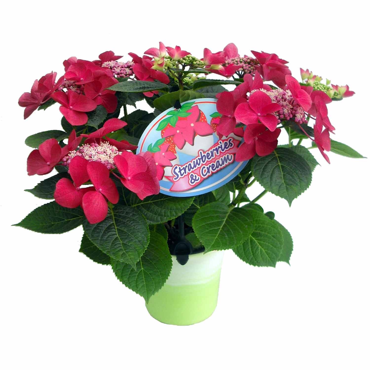 Hydrangea Strawberry and Cream