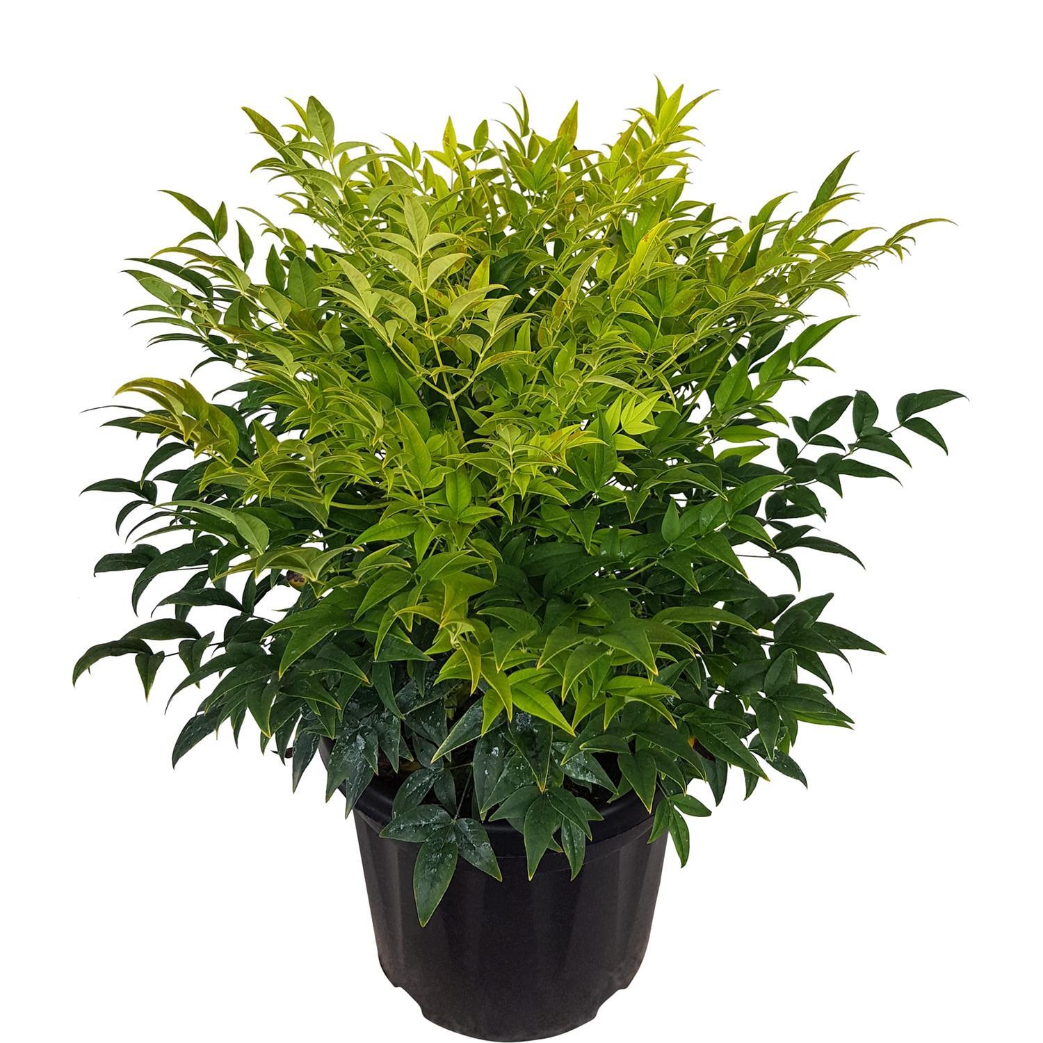 Nandina Lemon Lime