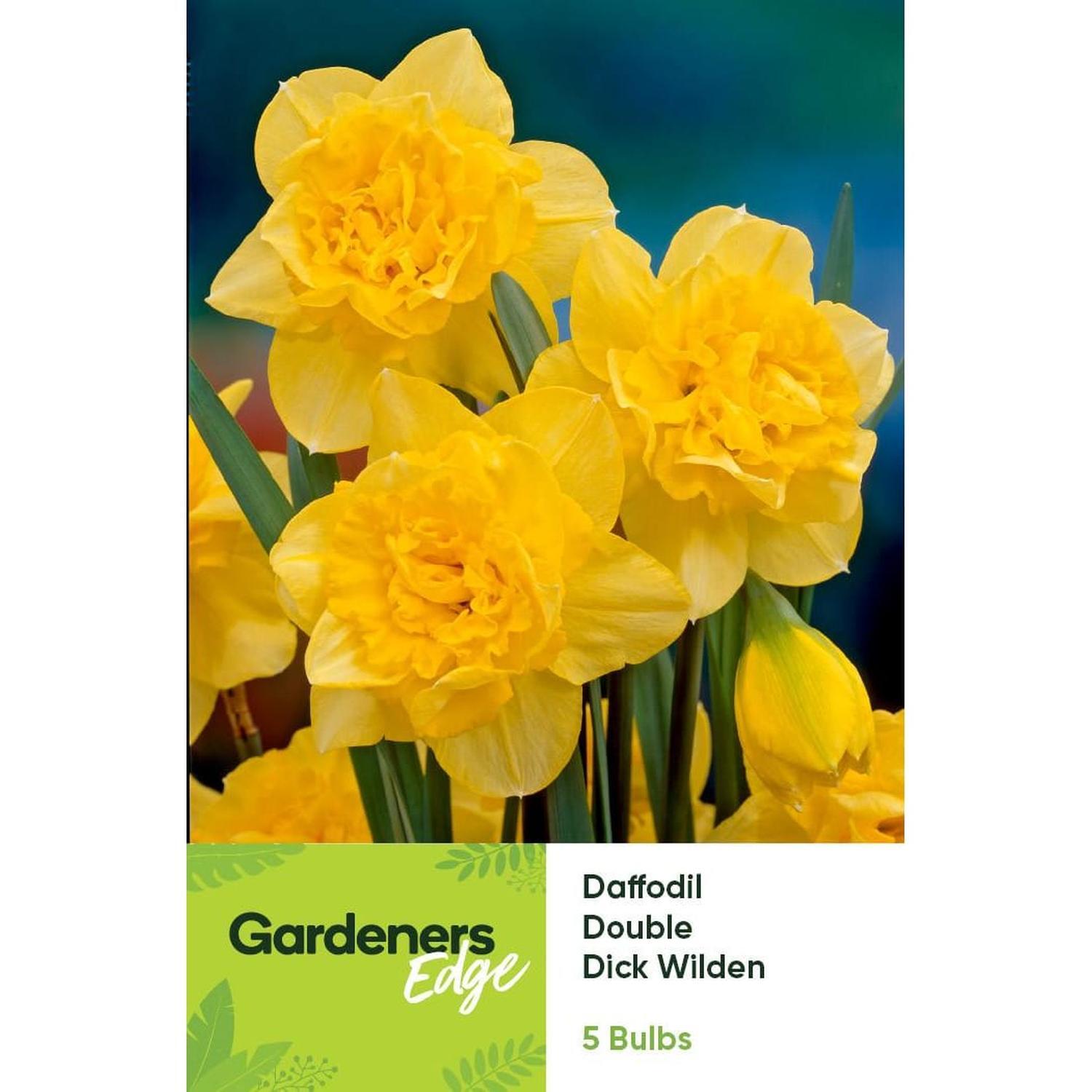 Daffodil Dick Wilden 5 Pack