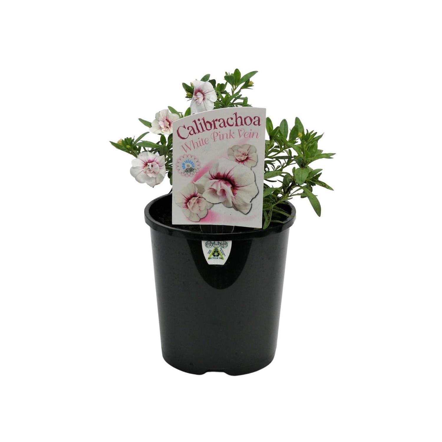Calibrachoa White Pink Vein
