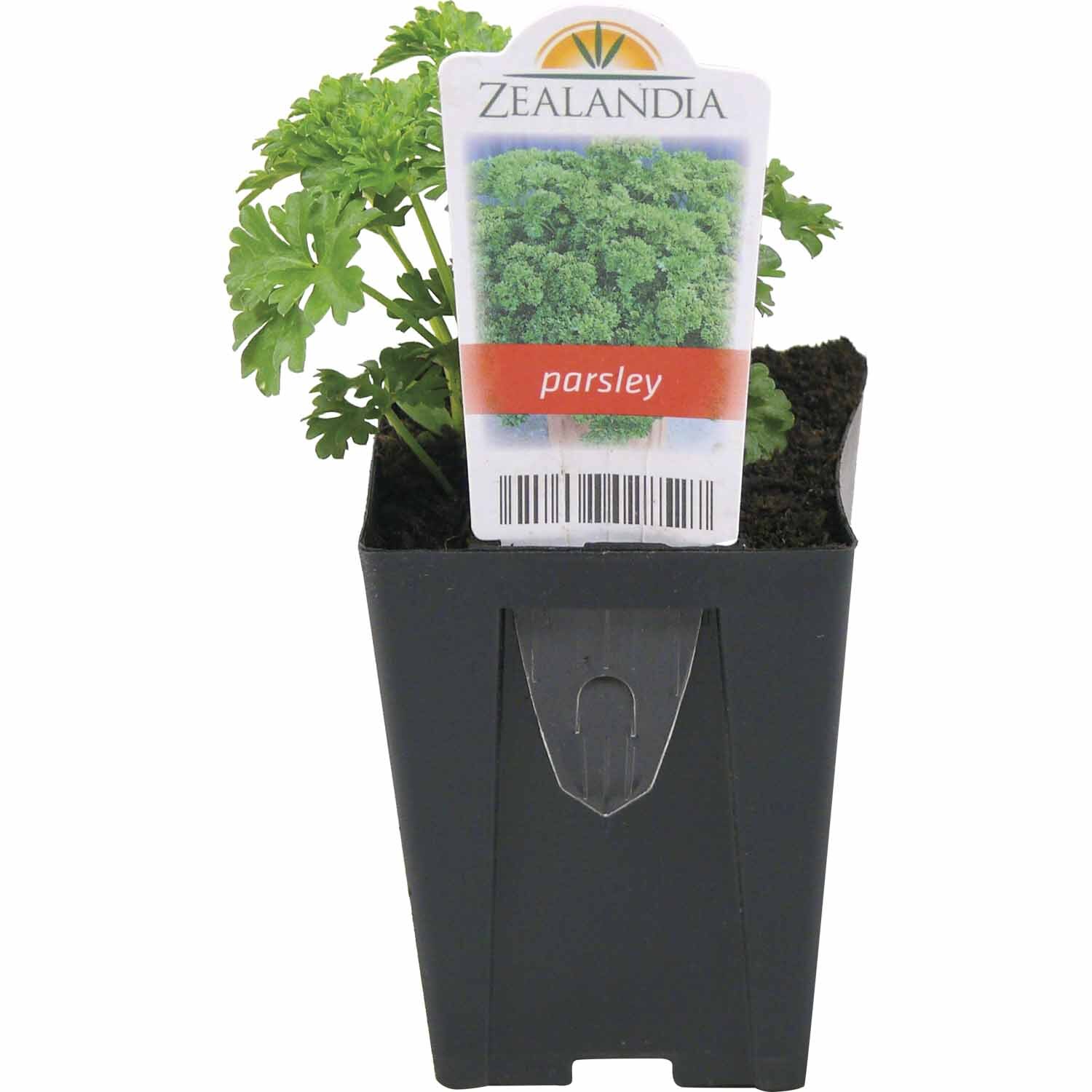 Parsley