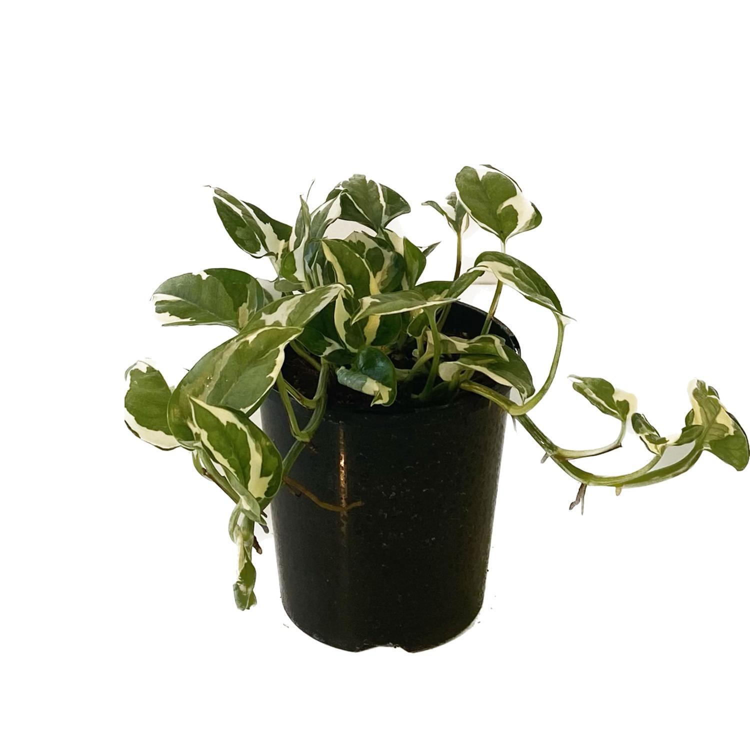 Scindapsus N Joy 12cm