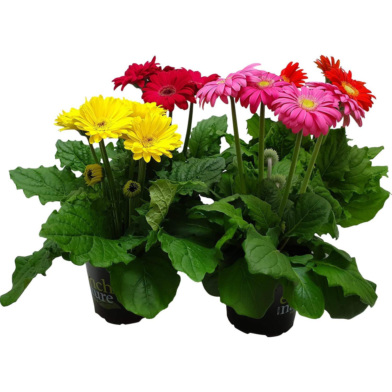 Indoor Gerbera