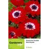 Anemone Double Red Red Royale 15 pack