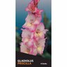 Gladioli 'Priscilla'