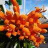 Pyrostegia Venusta