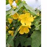 Abutilon Lucky Lantern