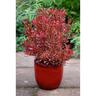 Coprosma Sunset
