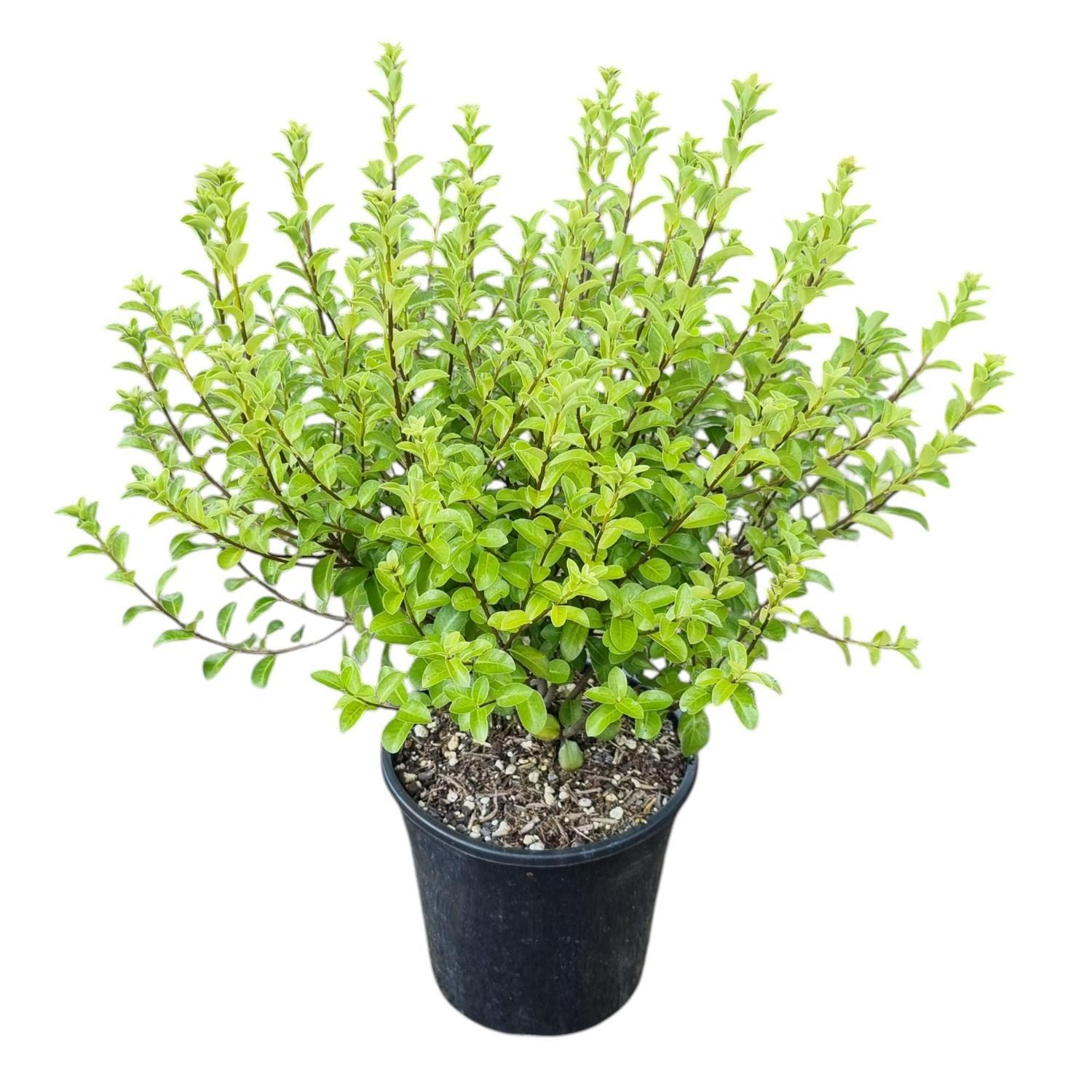Pittosporum Mountain Green 4L