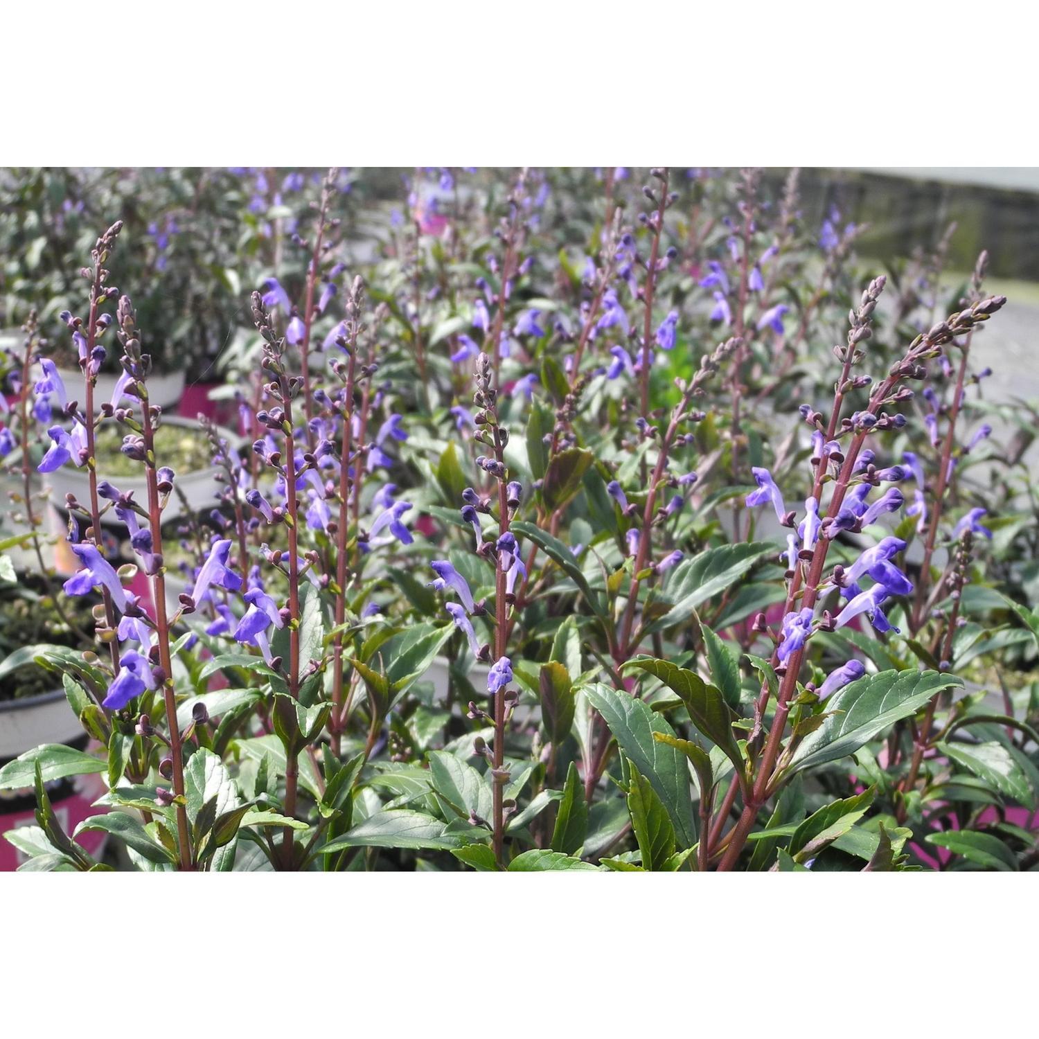 Scutellaria Formosa