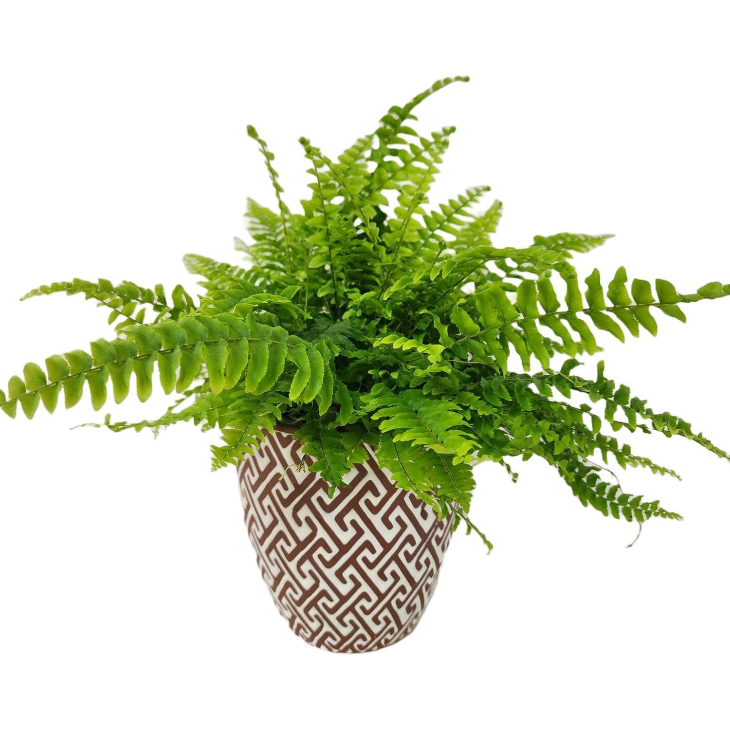 Nephrolepis in Ceramic Pot