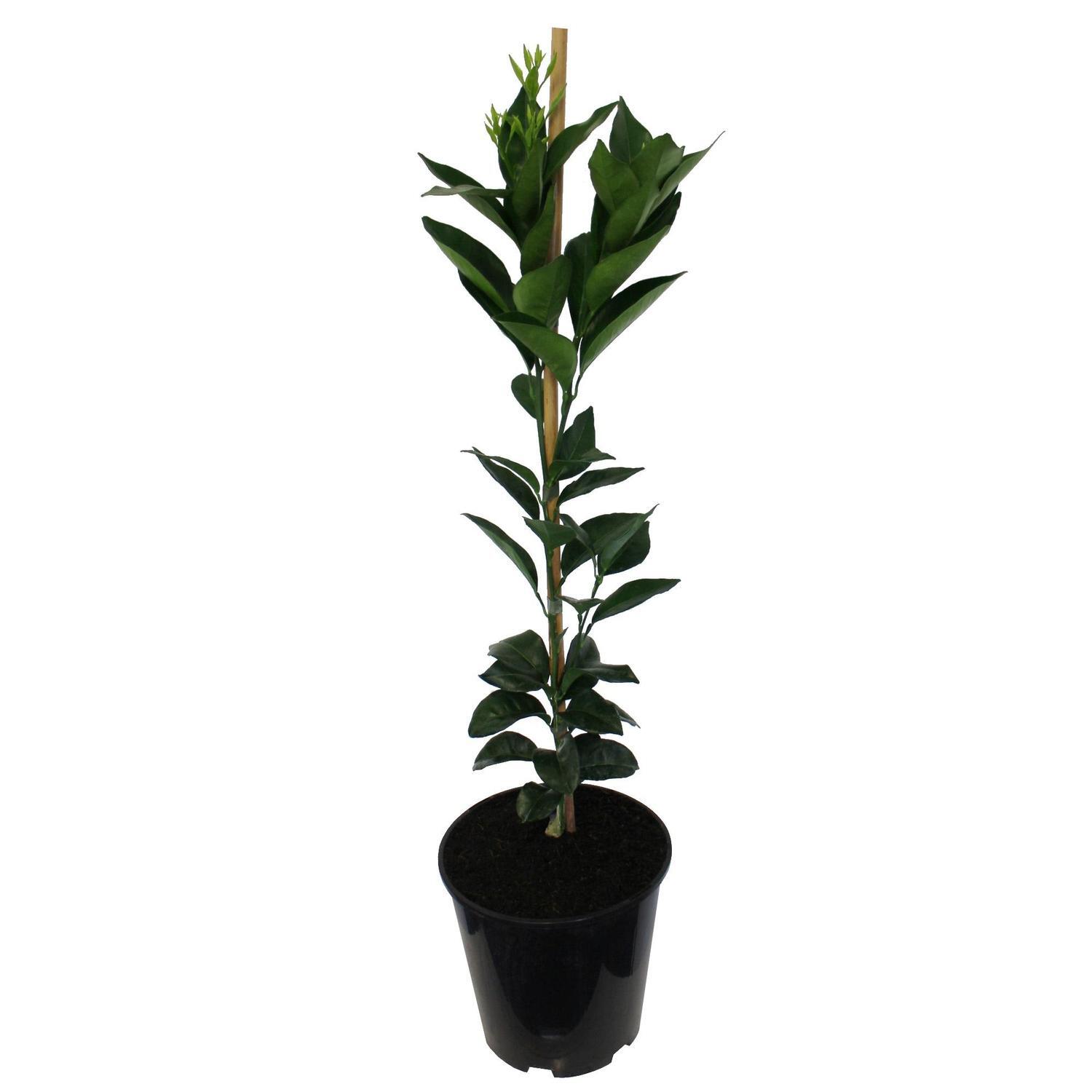 Orange Fukumoto, Dwarf
