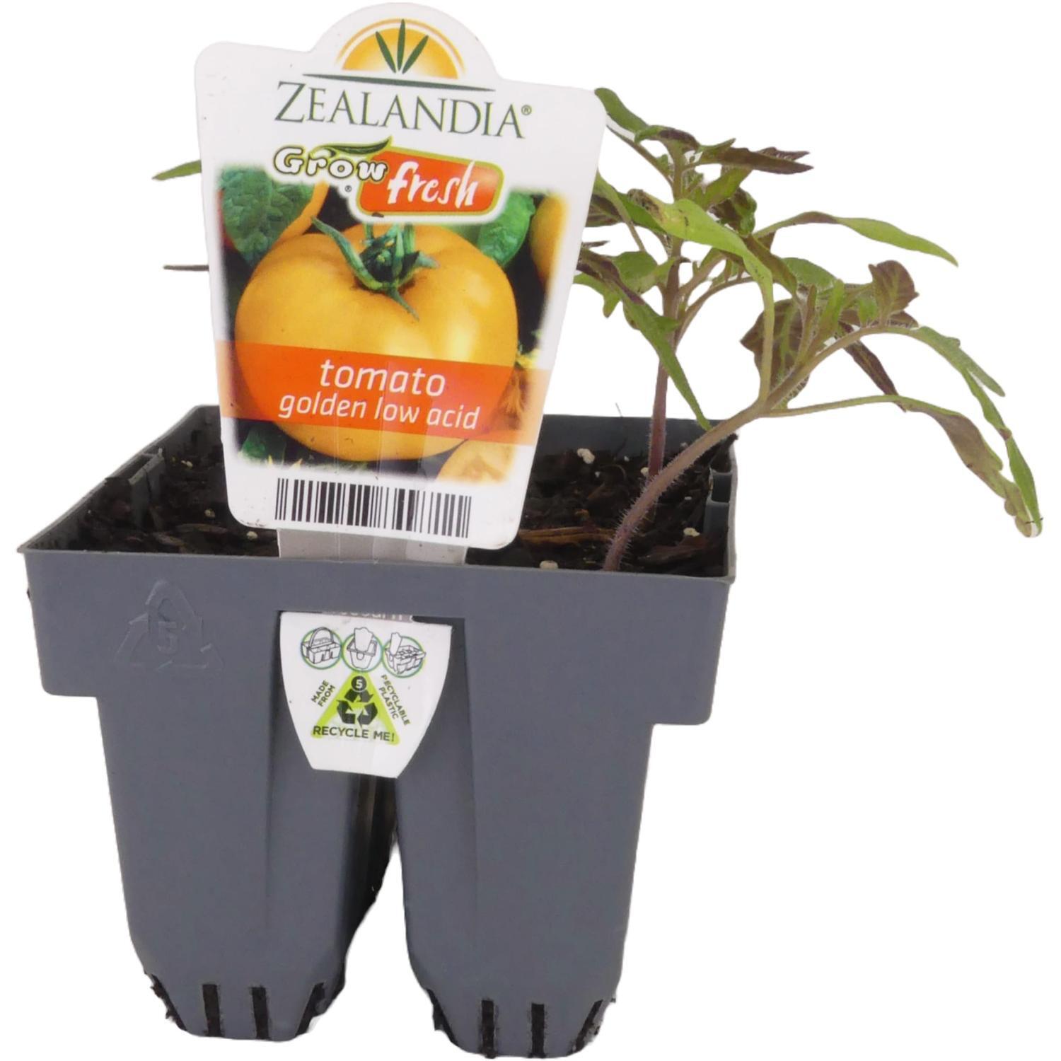 Tomato Golden Low Acid
