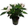 Impatiens Sun Harmony
