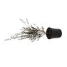 Leptospermum Princess Anne