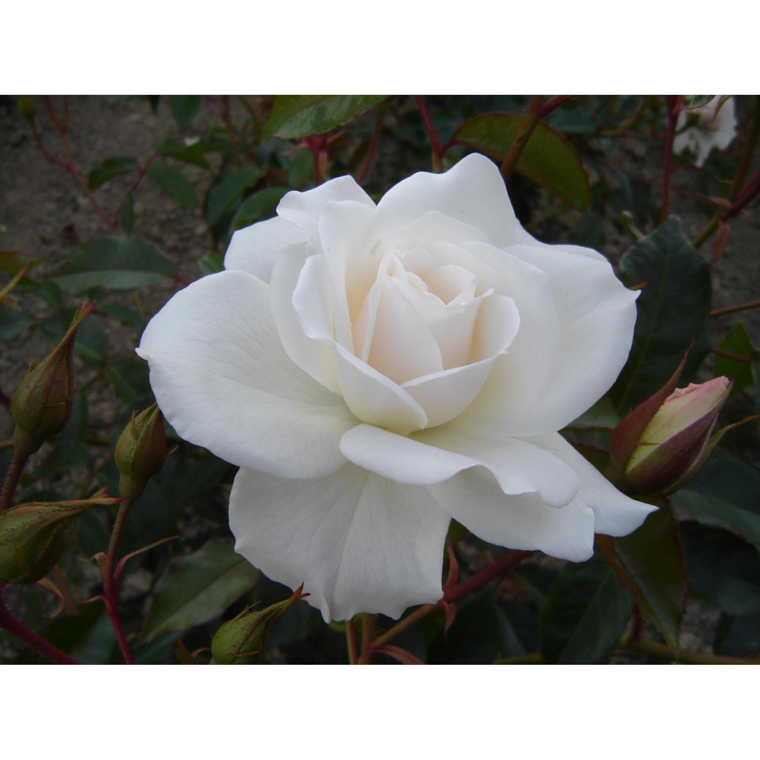Rose White Iceberg