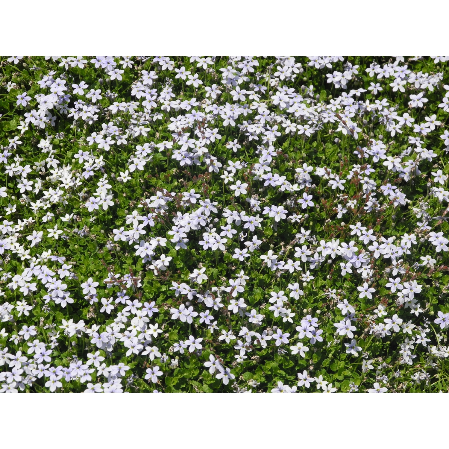 Pratia Sky Blue