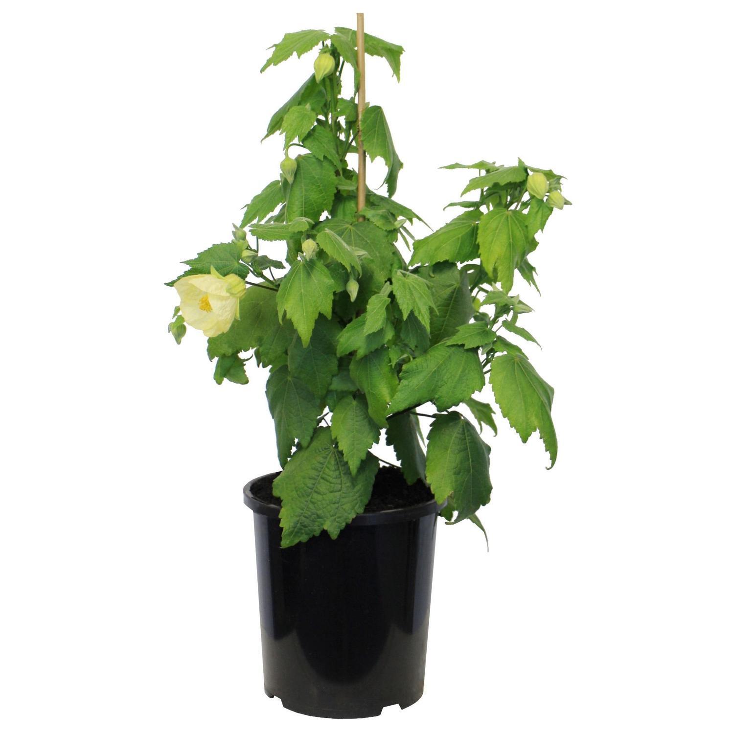 Abutilon Cream Delight 2.5 litre