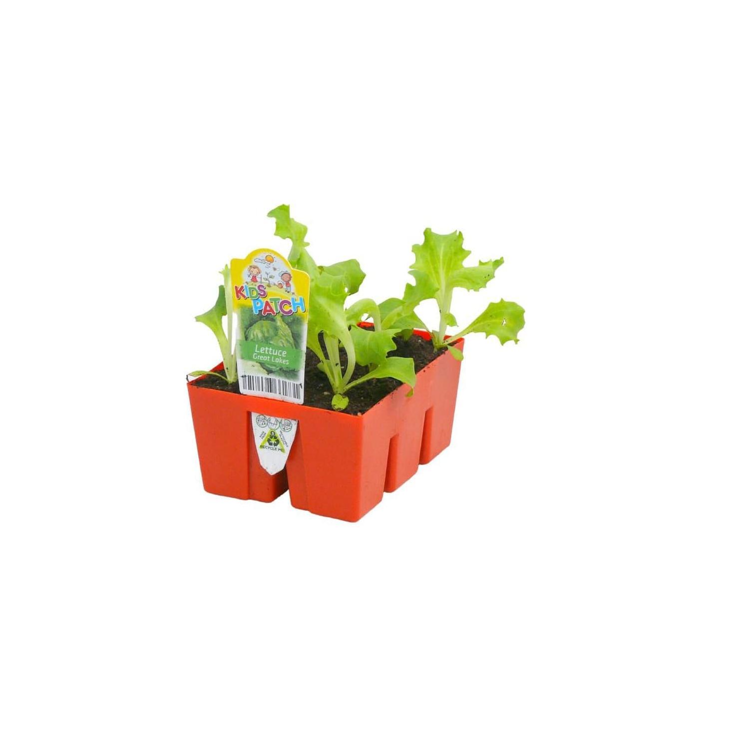 Lettuce 'Great Lakes'