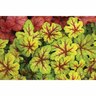 Heucherella 'Alabama Sunrise'