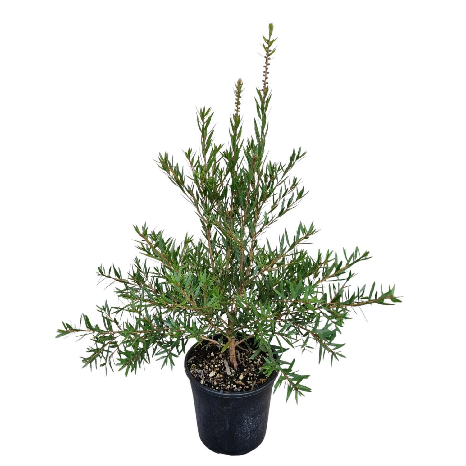 Callistemon Slim 4L