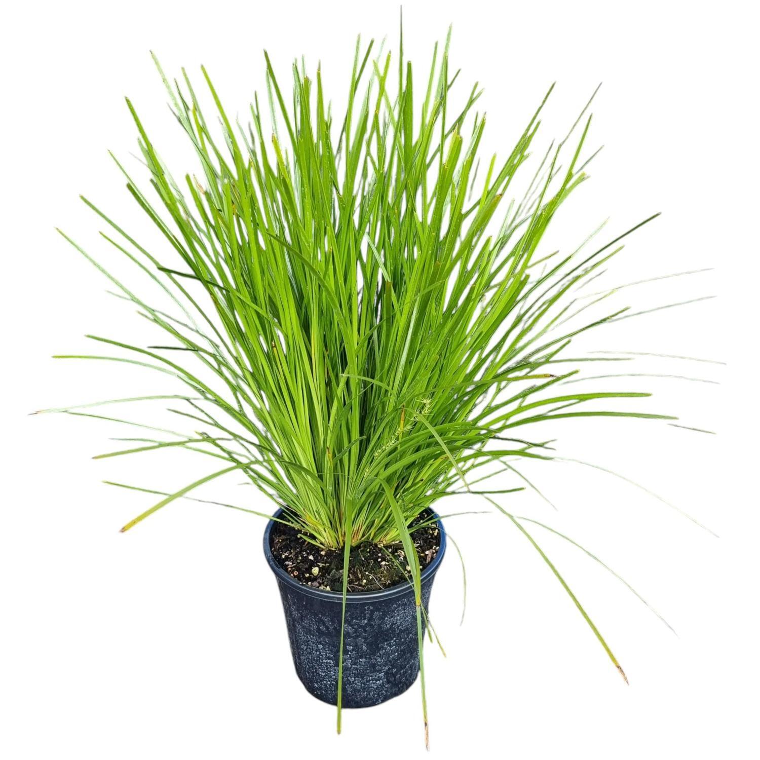 Lormandra 'Grass' Lime Tuff  4L