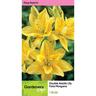 Lily Double Asiatic Fata Morgana Pack of 1