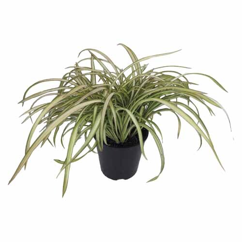 Phormium