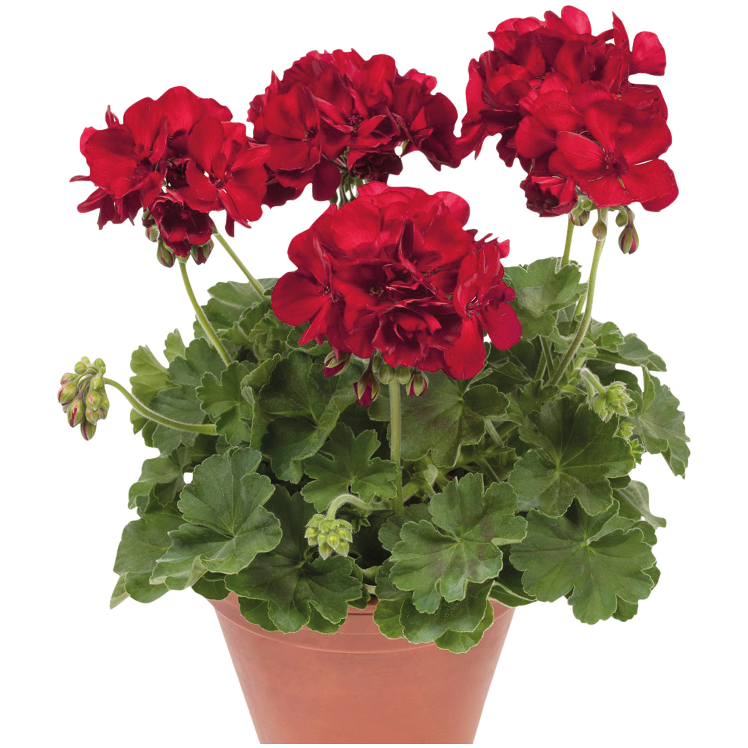 Geranium Cassiopeia