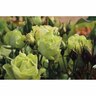 Green with Envy Rose 6L