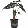 Alocasia Amazonica