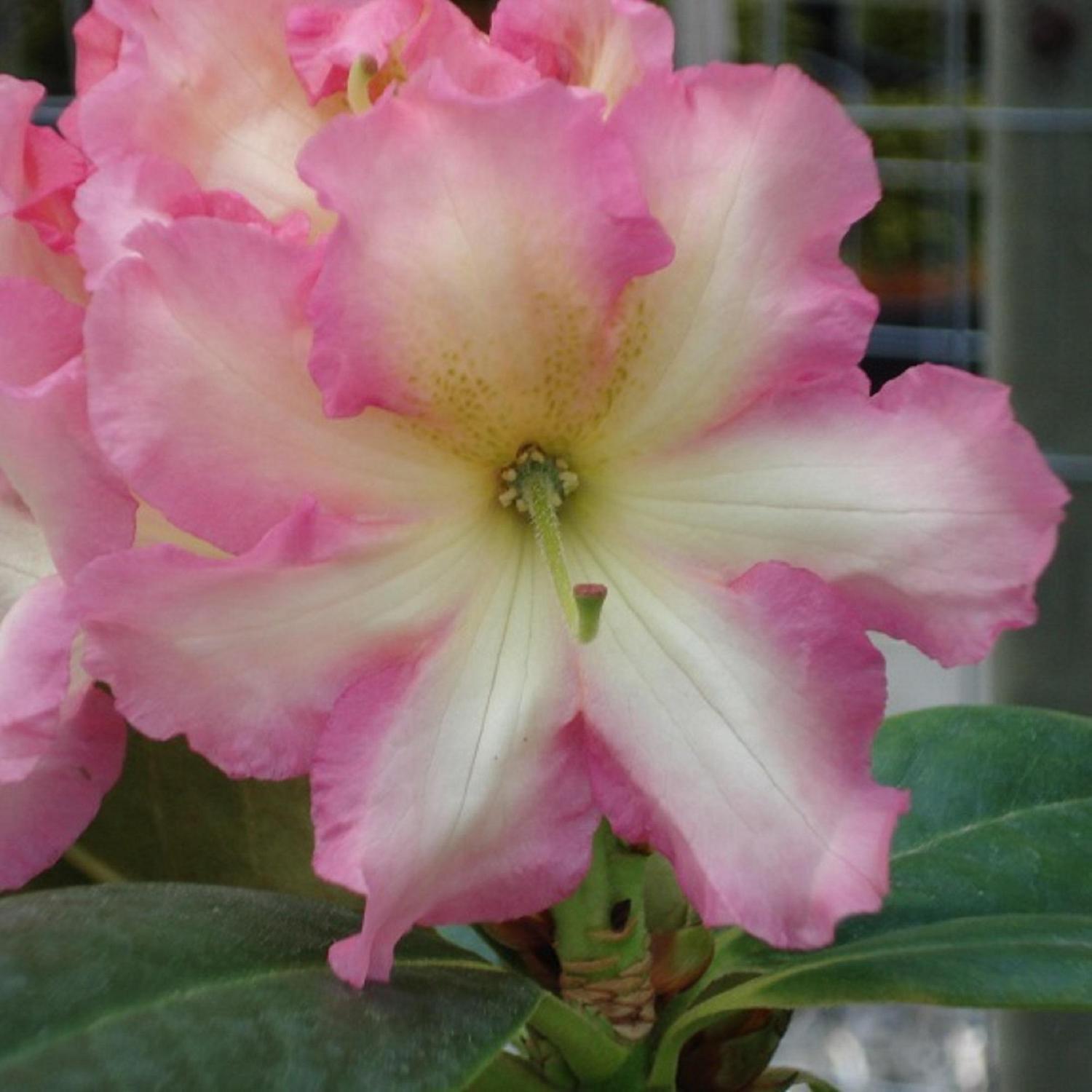 Rhododendron Melrose Flash