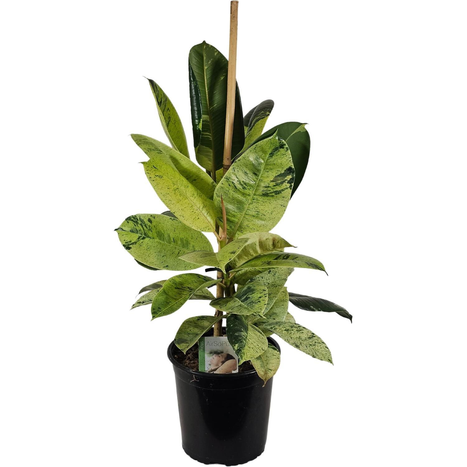 Ficus Shivereana