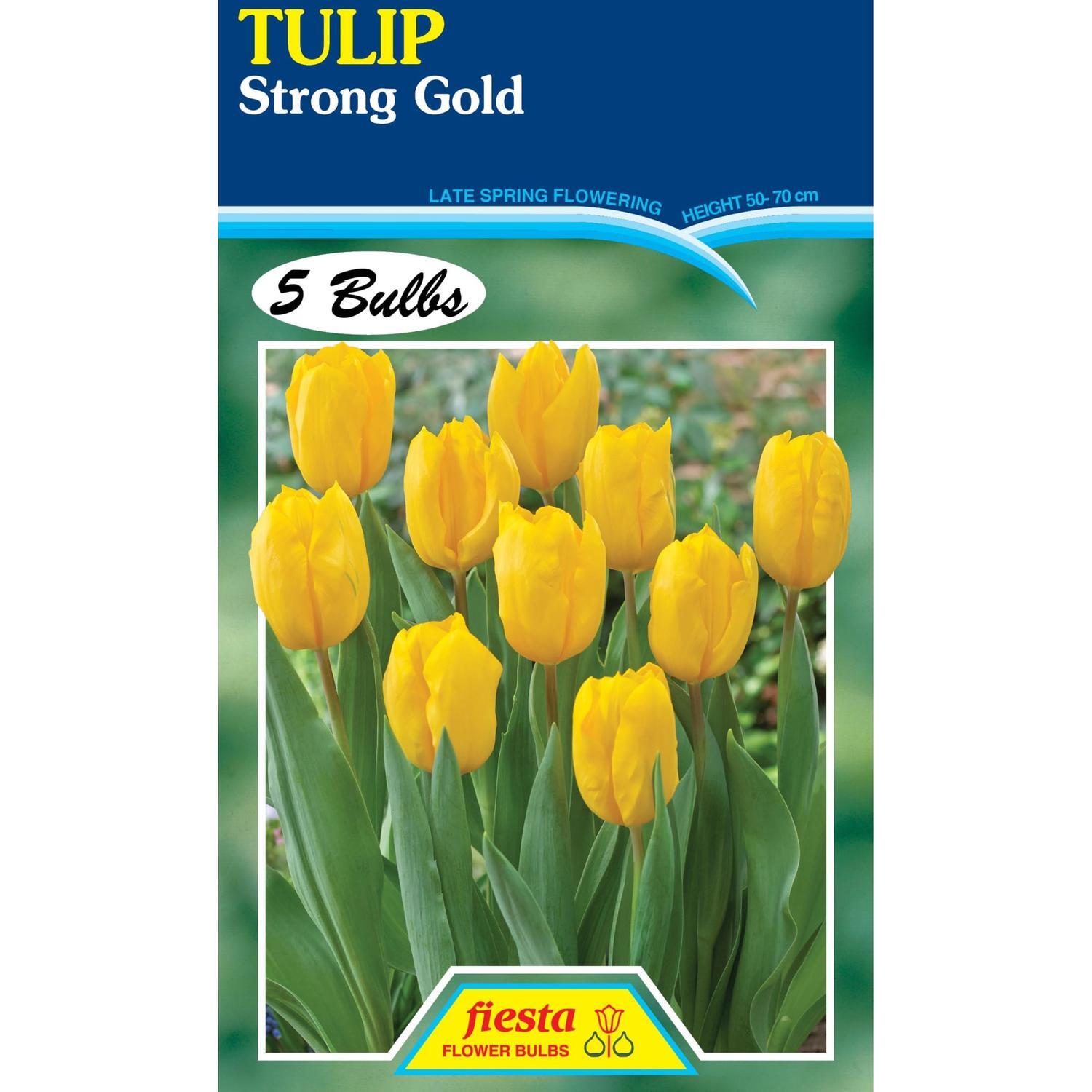 Tulip Strong Gold 5 Pack