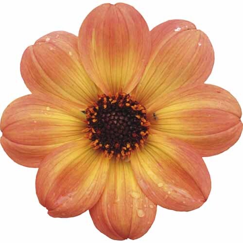Dahlia Mystic Haze