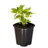 Basil Mrs Burns Lemon
