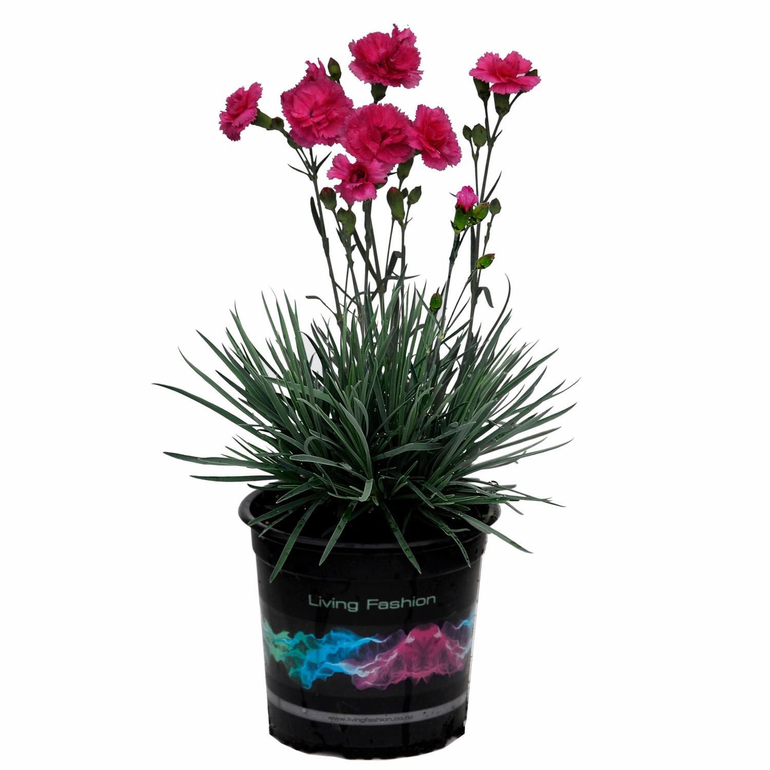 Dianthus Candy Floss Mauve