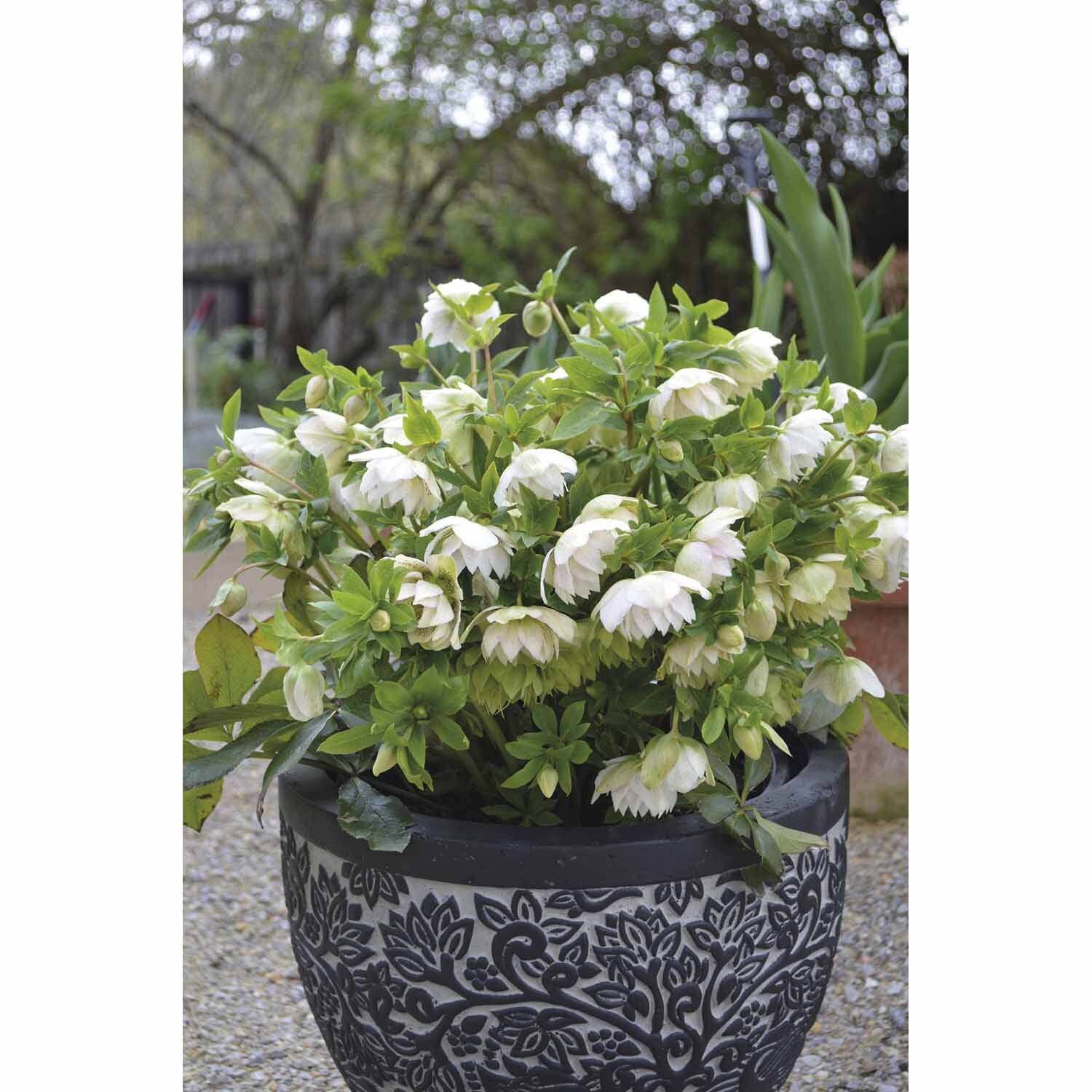 Helleborus 'Cinderella'