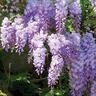 Wisteria Bicolour 3.3 litre