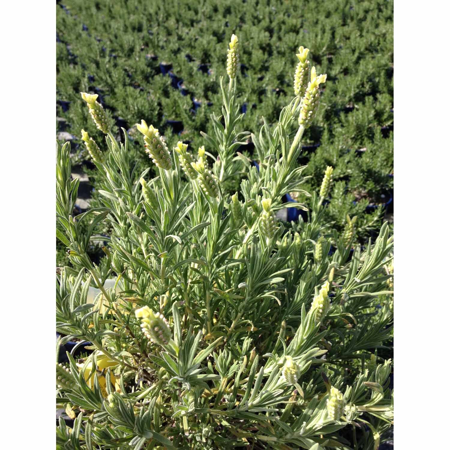 Lavandula Chilliswood Cream