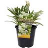 Agapanthus Agapetite Variegated 1.3 litre White
