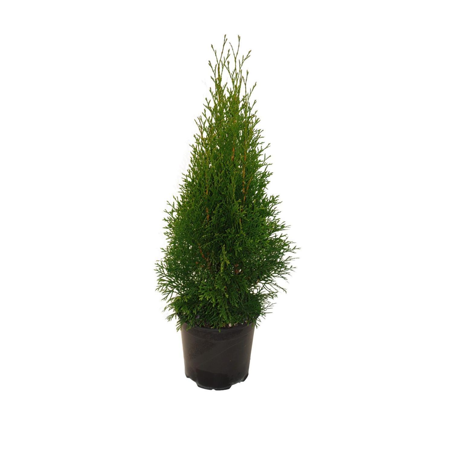 Thuja occidentalis 'Smaragd'